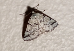 Tegiapa virescens