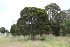 Melaleuca decora
