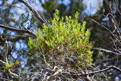 Amyema gaudichaudii