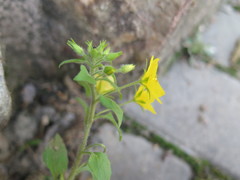 Lysimachia grammica