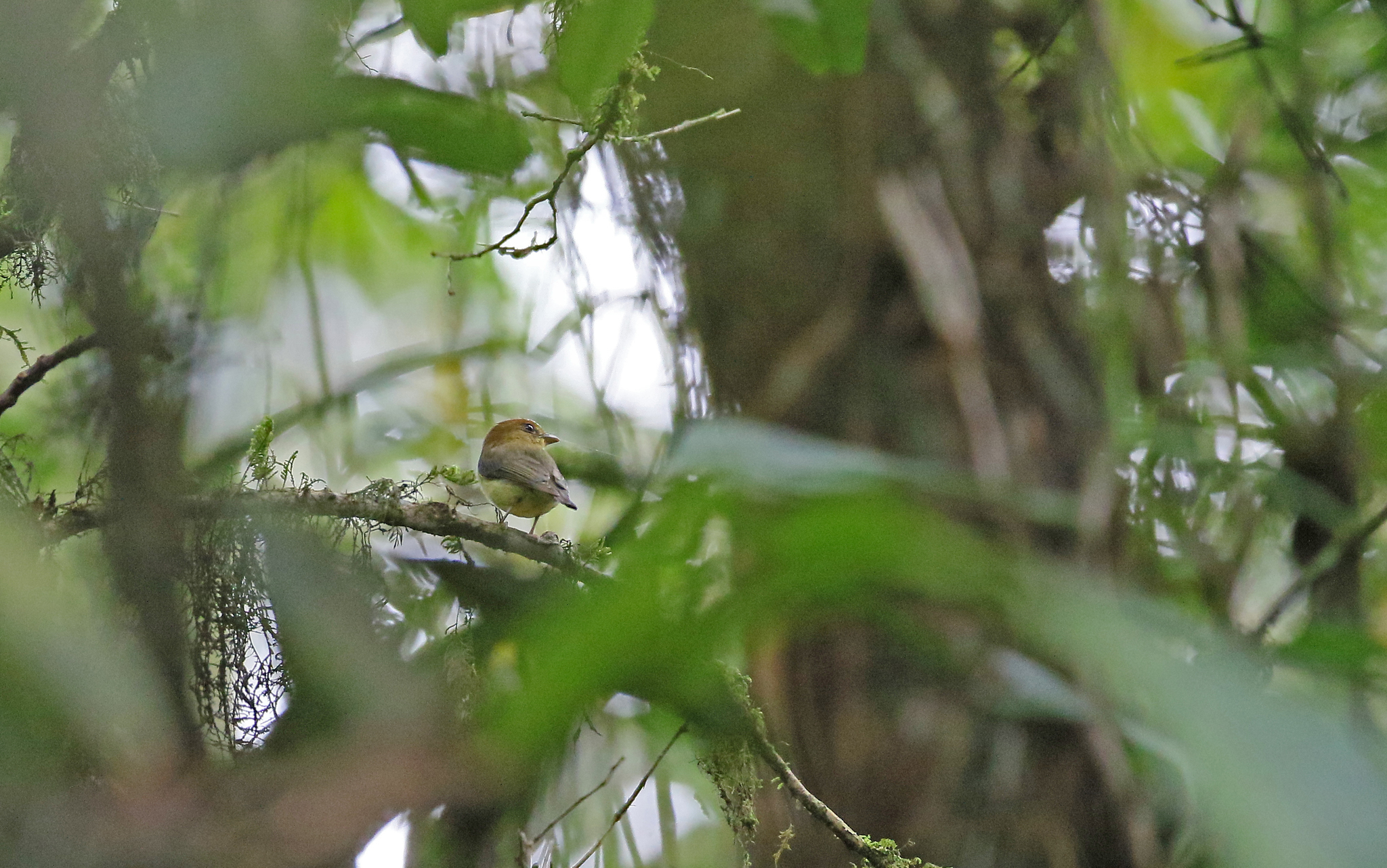 Yellow-throated Spadebill (Platyrinchus flavigularis), photo 4