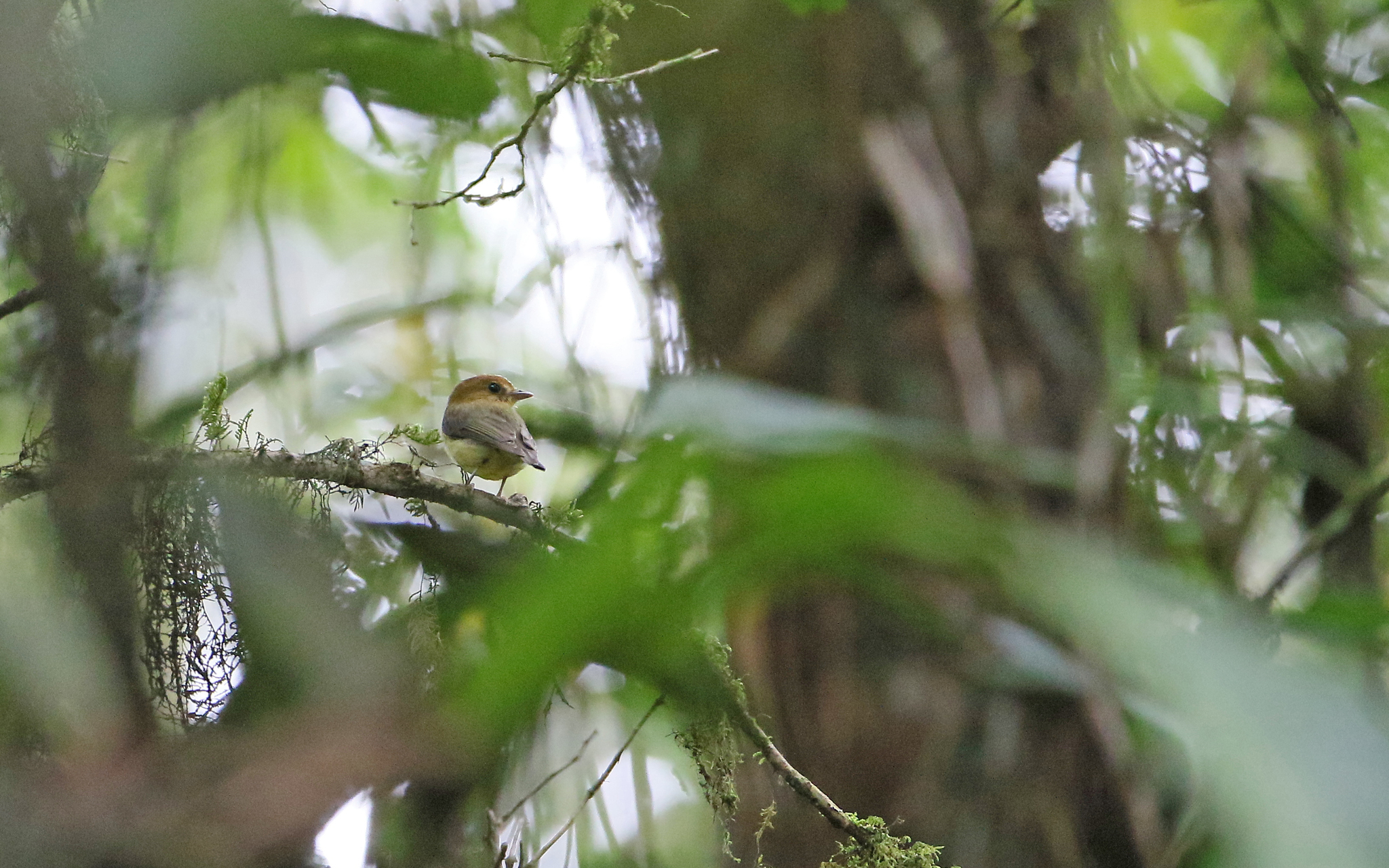 Yellow-throated Spadebill (Platyrinchus flavigularis), photo 5
