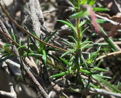 Olearia ciliata