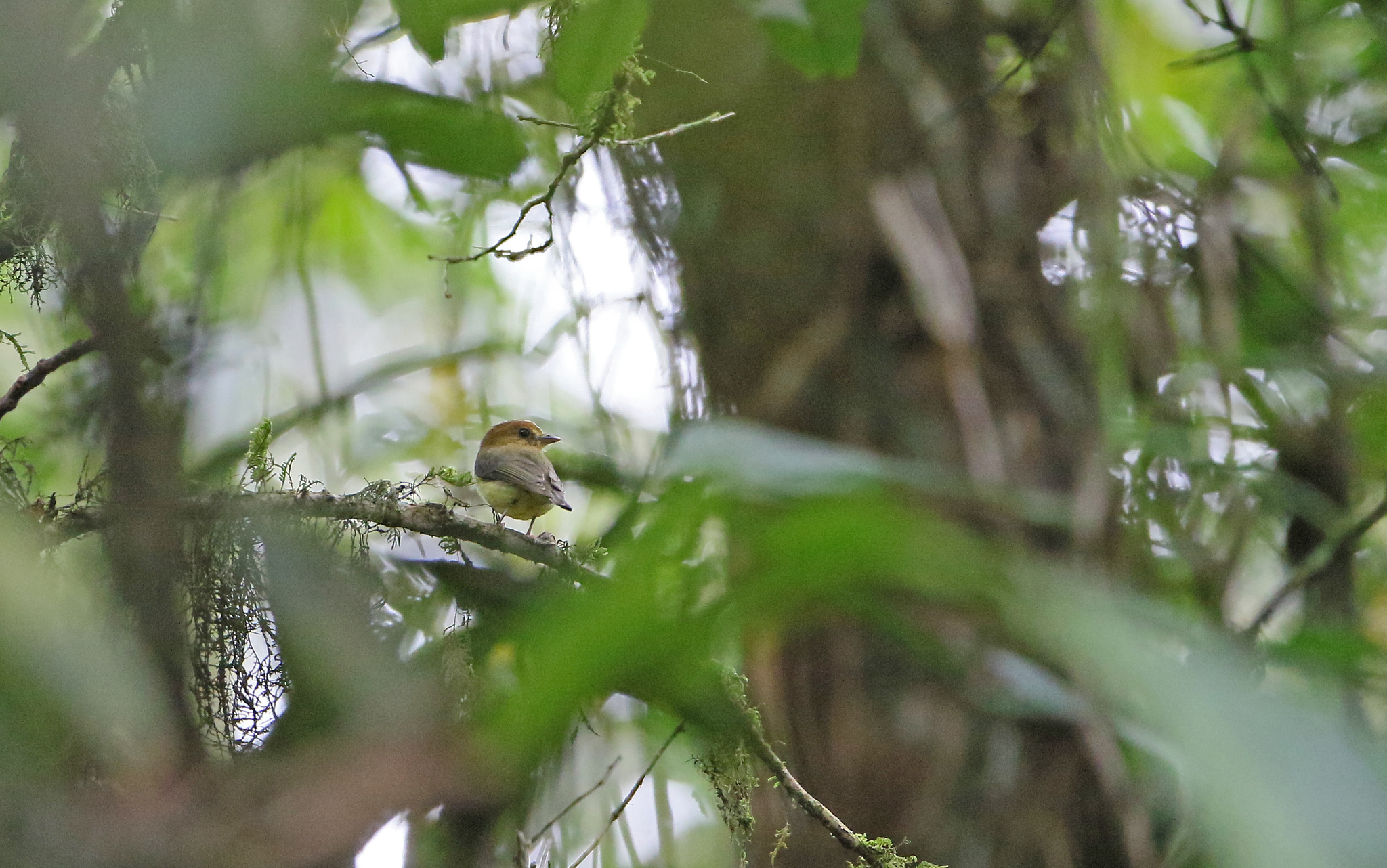 Yellow-throated Spadebill (Platyrinchus flavigularis), photo 6