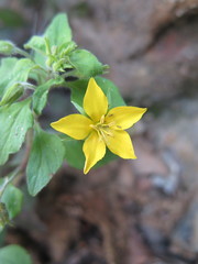 Lysimachia grammica