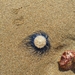 photo of Blue Button (Porpita porpita)