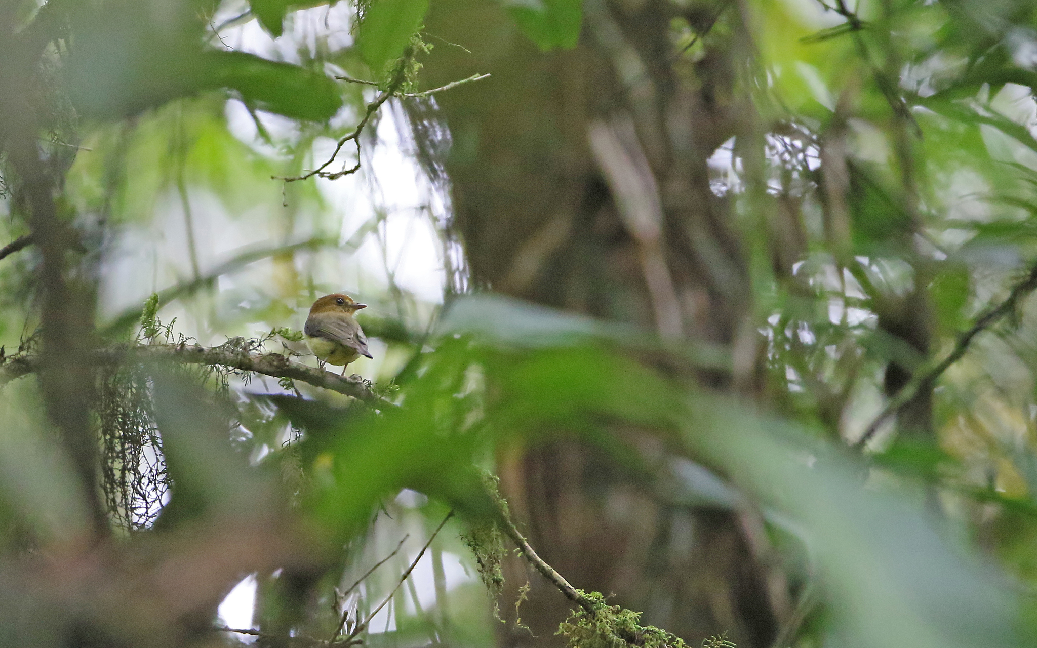 Yellow-throated Spadebill (Platyrinchus flavigularis), photo 7