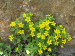 Lysimachia grammica