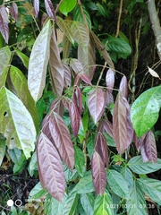 Archidendron jiringa