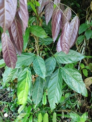 Archidendron jiringa