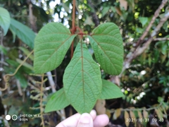 Ampelocissus elegans