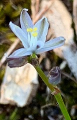 Caesia parviflora minor
