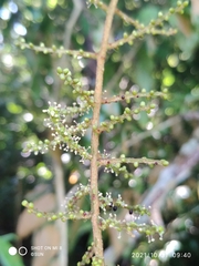 Ampelocissus elegans