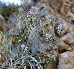 Allium tianschanicum