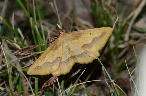 Aspitates acuminaria