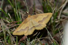 Aspitates acuminaria