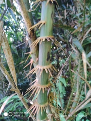 Salacca affinis