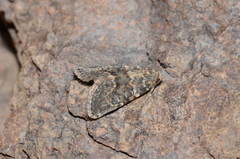 Bryophila maeonis