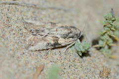 Bryophila raptricula