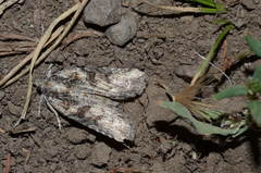 Bryophila rueckbeili