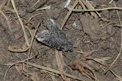 Bryophila rueckbeili