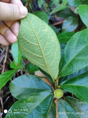 Ficus aurata