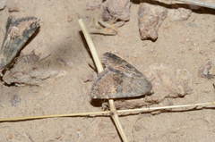 Dysmilichia bicyclica