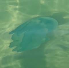 Catostylus perezi