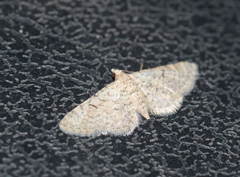 Eupithecia venosata