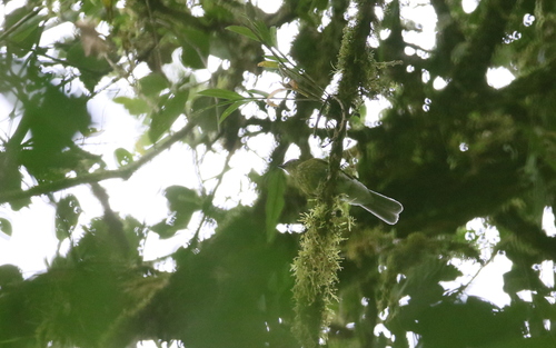 Grey-tailed Piha (Snowornis subalaris), photo 7
