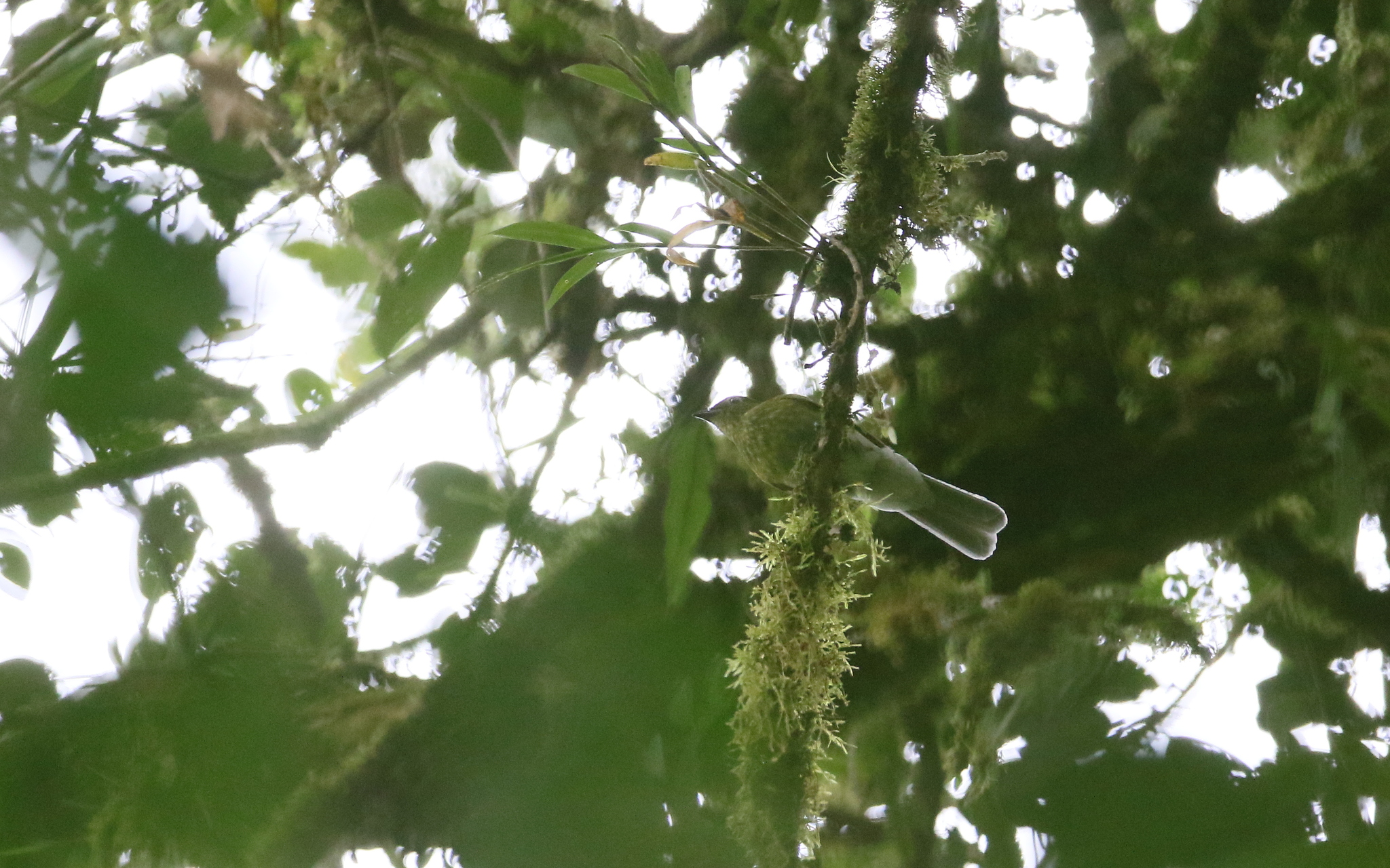 Grey-tailed Piha (Snowornis subalaris), photo 8