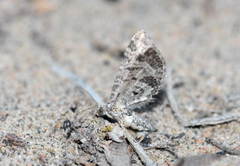 Eupithecia minusculata
