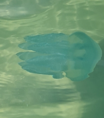 Catostylus perezi