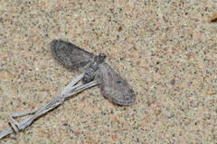 Eupithecia opistographata