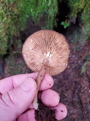 Lactarius fallax