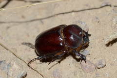 Phyllognathus excavatus