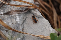 Rhodanthidium