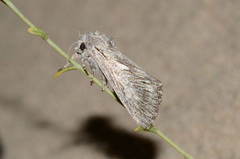 Scotocampa indigesta
