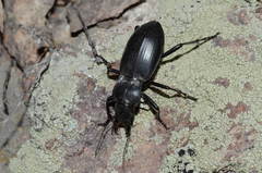 Taphoxenus gigas