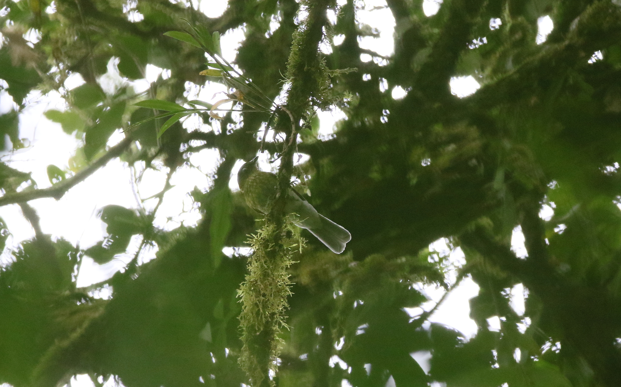 Grey-tailed Piha (Snowornis subalaris), photo 9