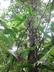 Philodendron cataniapoense