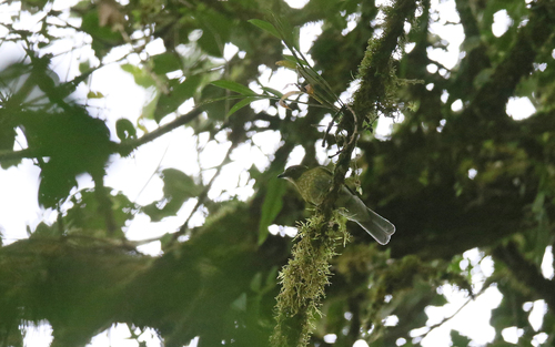 Grey-tailed Piha (Snowornis subalaris), photo 9