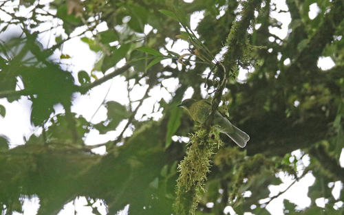 Grey-tailed Piha (Snowornis subalaris), photo 10