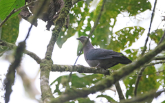 Patagioenas plumbea