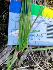 Caesia parviflora minor