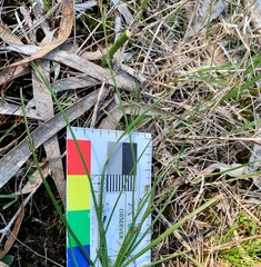 Caesia parviflora minor