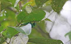 Chlorochrysa calliparaea