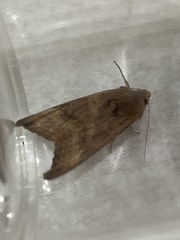 Phlogophora wollastoni