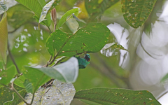 Chlorochrysa calliparaea