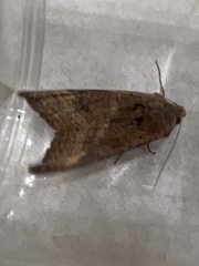 Phlogophora wollastoni